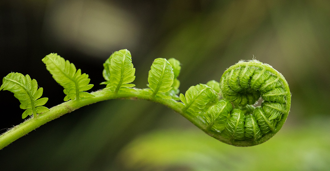 Unfurling koru frond – a metaphor for guided change